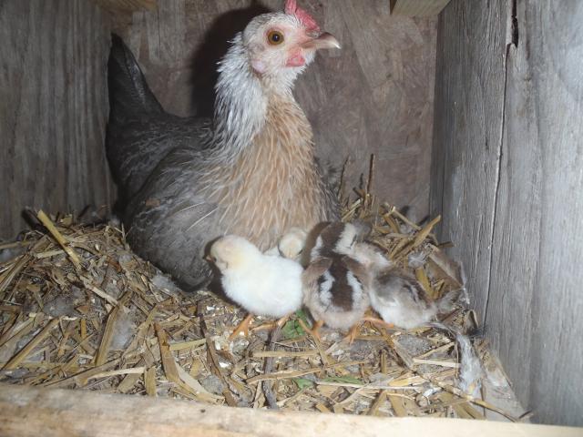 71540_october_chickens_016.jpg