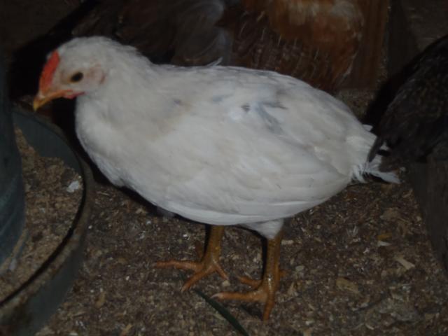 71540_p5300310.jpg
