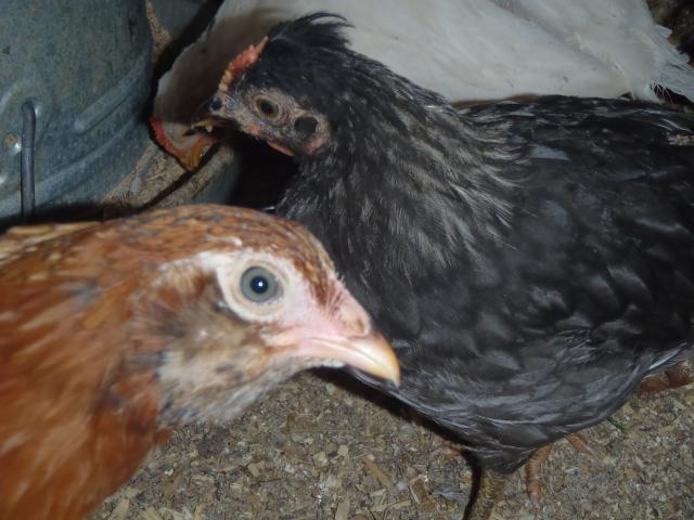 71540_p5300311.jpg