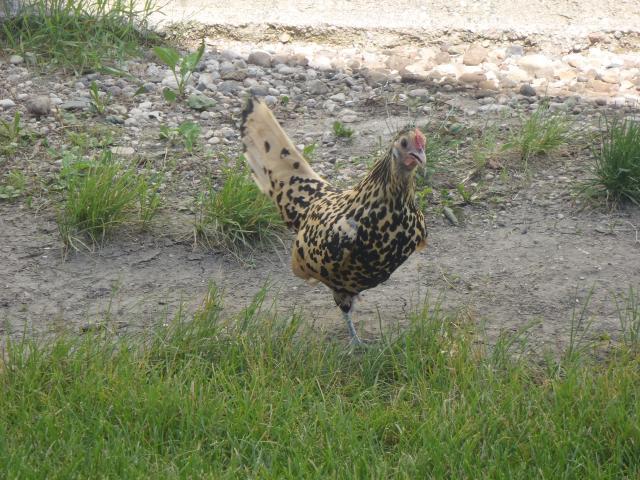 71540_p7010075.jpg