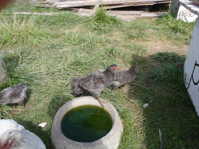 71540_ryans_olympus_camera_pictures_015.jpg