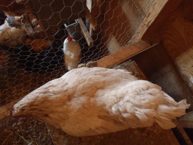 71540_ryanz_november_chicken_pictures_006.jpg