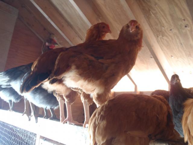 71540_ryanz_november_chicken_pictures_007.jpg