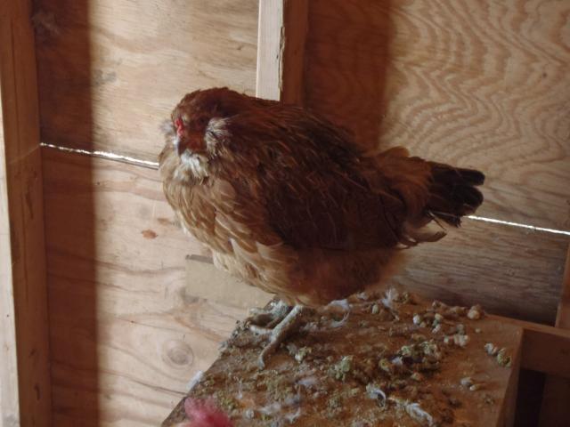 71540_ryanz_november_chicken_pictures_012.jpg