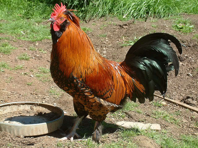 71540_stunningrooster.jpeg