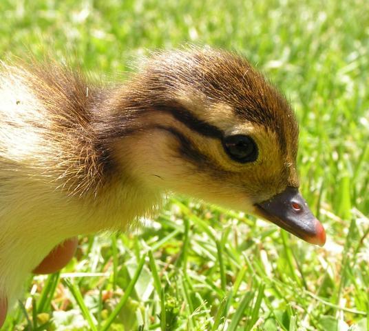 71544_mandarin_duckling.jpg