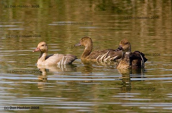 71544_plumed20whistling-ducks20with20an20albino20img_8142.jpg