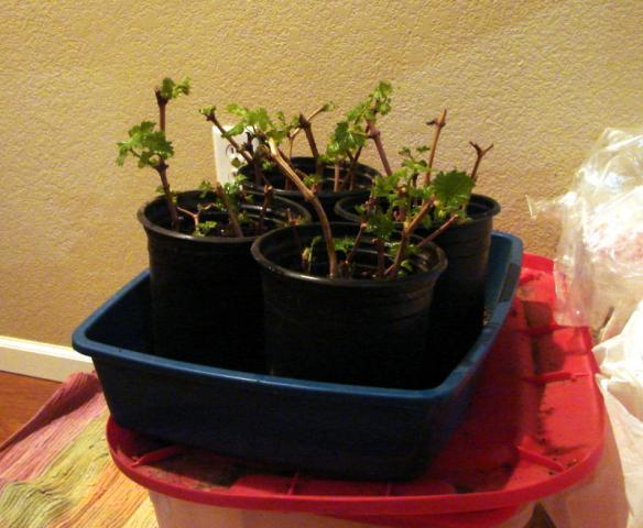71564_dsc01851.jpg