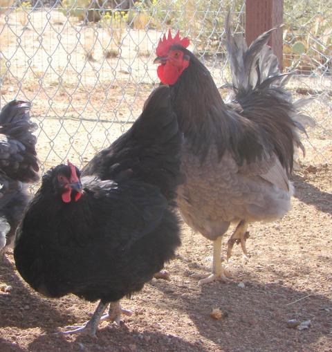 71564_flock_blue.jpg