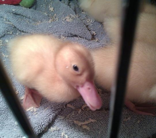 71568_imag0671.jpg