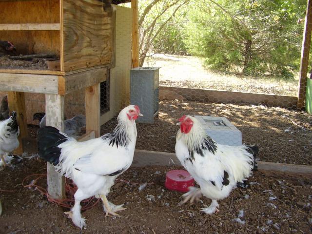 71659_p1010007.jpg