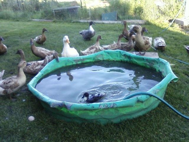 71711_pool.jpg