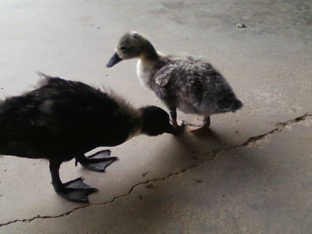 71711_stefi_and_willow.jpg