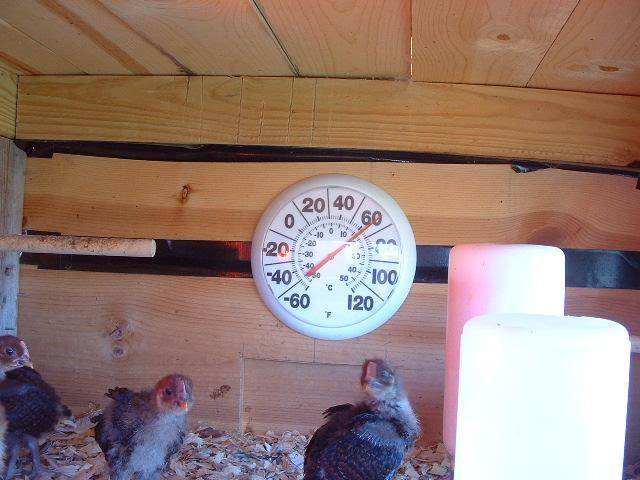 71806_brooder_temp_control_december_2010_003.jpg