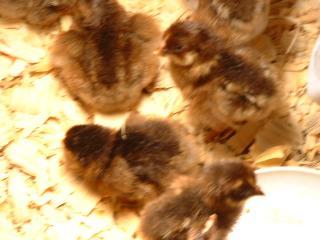 71806_chicks_november_2010_003.jpg