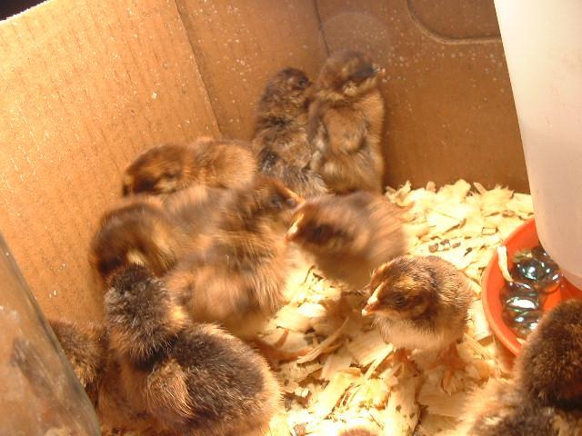 71806_chicks_november_2010_004.jpg