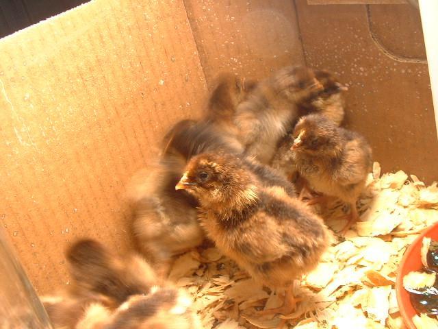 71806_chicks_november_2010_006.jpg