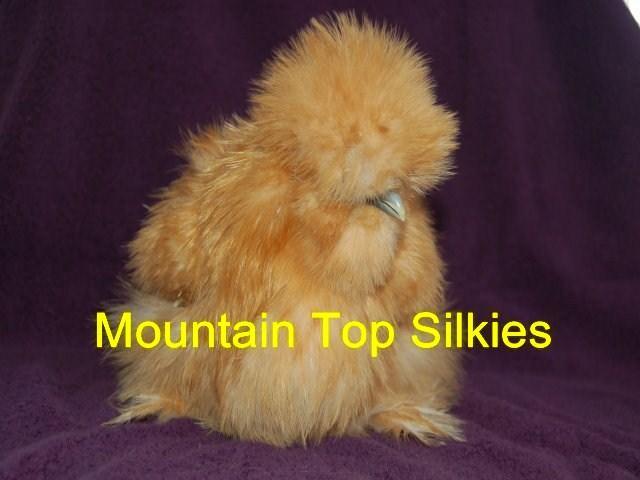 71885_buffsilkie.jpg