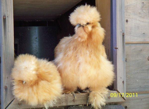 71885_silkies32_008.jpg