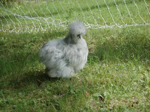 71885_silkies_022.jpg
