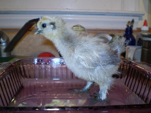 71890_ps11.jpg