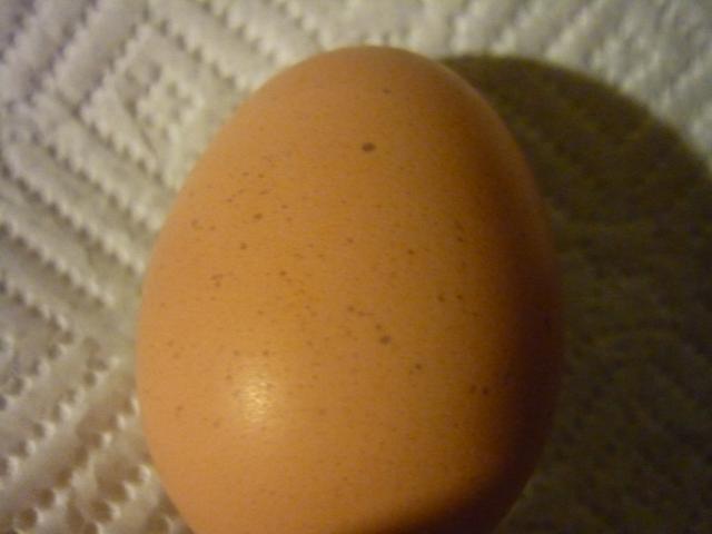 71913_spotted_egg.jpg
