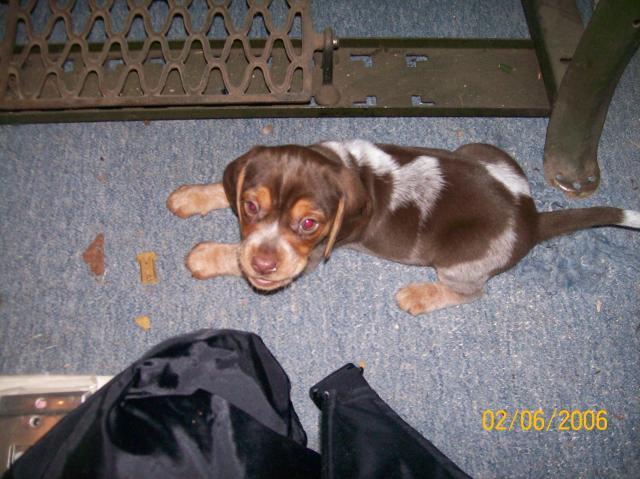 7196_pups_008.jpg