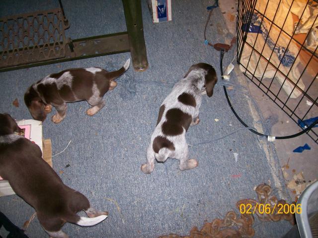 7196_pups_010.jpg