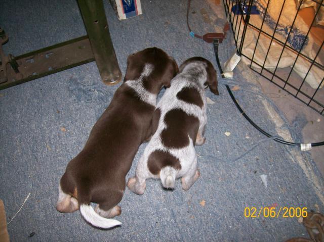 7196_pups_011.jpg