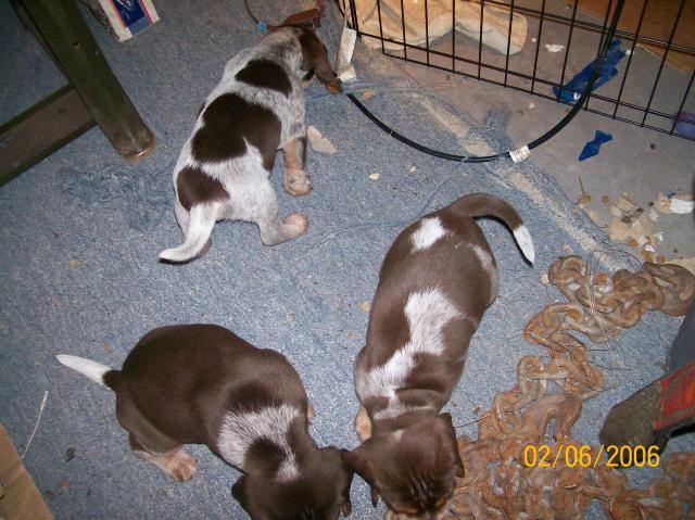 7196_pups_012.jpg