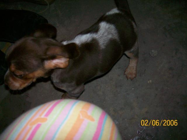 7196_pups_013.jpg