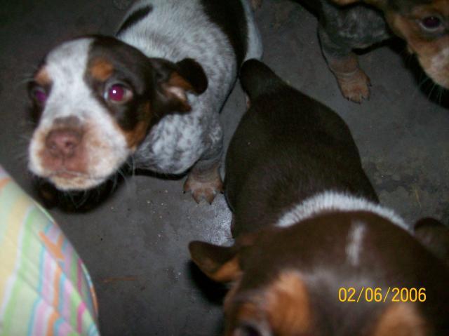 7196_pups_014.jpg