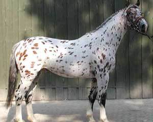 7196_spots.jpg