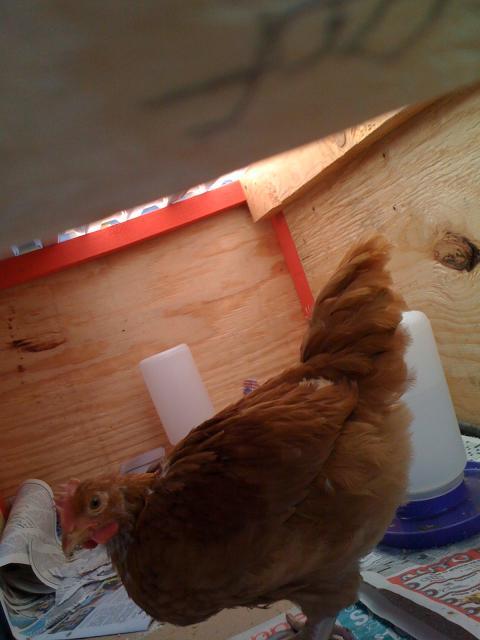 71994_2_mo_old_pullet_or_cockerel.jpg