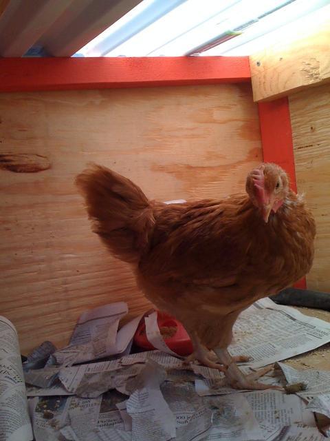 71994_pullet_or_cockerel.jpg