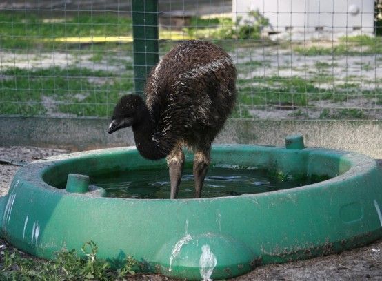 7205_bath_time_for_pumba.jpg