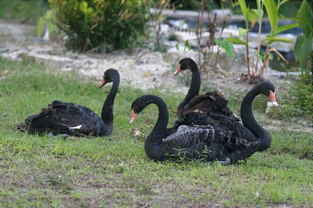 7205_black_swans.jpg