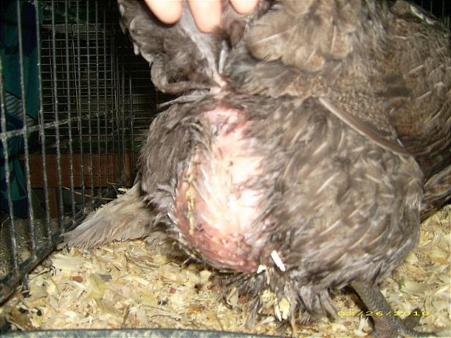 7205_bloated_chicken.jpg