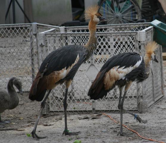 7205_cranes__5_months_1.jpg