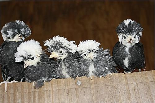 7205_cuckoo_p_babies_1.jpg