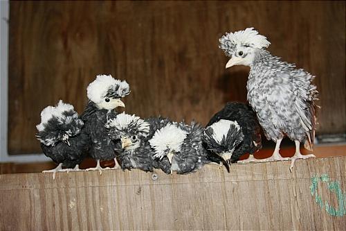 7205_cuckoo_p_babies_2.jpg