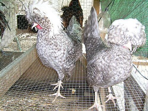 7205_cuckoo_polish1_001.jpg
