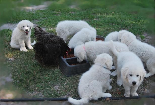 7205_cute_puppies_and_chicks.jpg