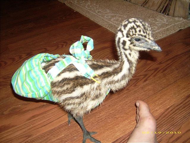 7205_diaper_emu.jpg