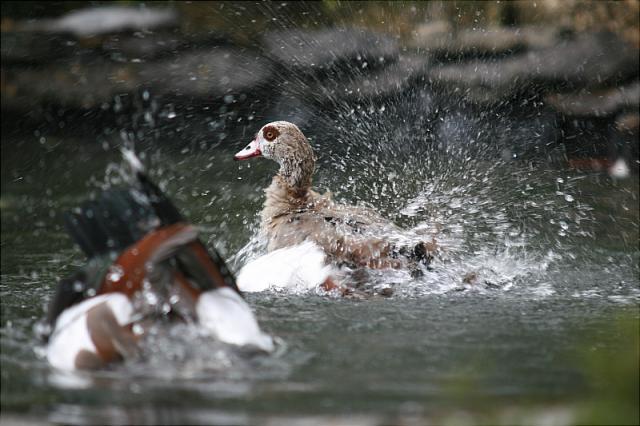 7205_egyptian_swimming_3.jpg