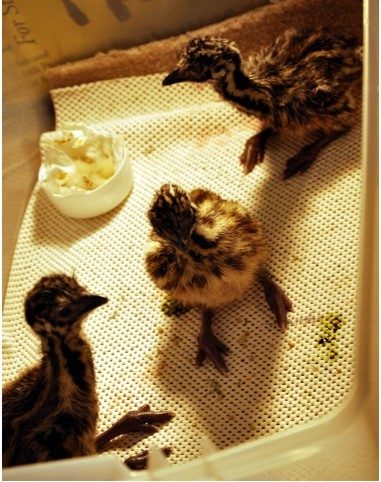 7205_emu_chick_1_2011.jpg