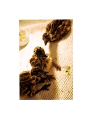 7205_emu_chick_pic_2.jpg