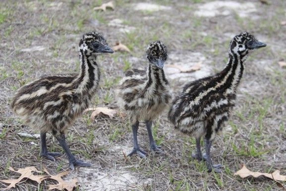 7205_emu_chicks_2012.jpg