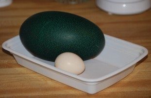 7205_emu_egg.jpg