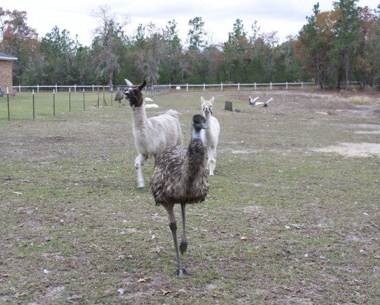 7205_emu_n_llamas.jpg